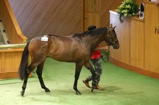 Lot 432, a colt by Savabeel, topped the 2018 Sale at $525,000. Photo: Trish Dunell